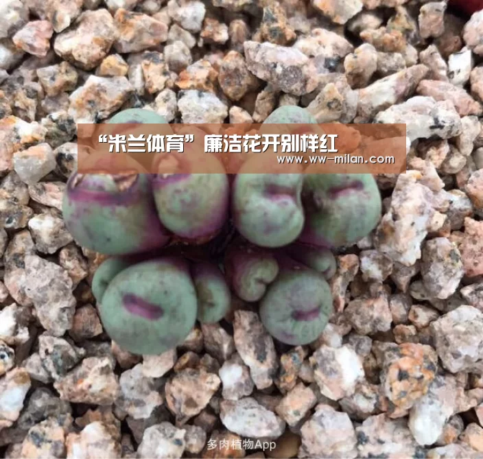 “米兰体育”廉洁花开别样红(图3) 米兰体育官网